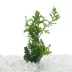 Top Fin® African Water Fern Live Plant image thumbnail 1