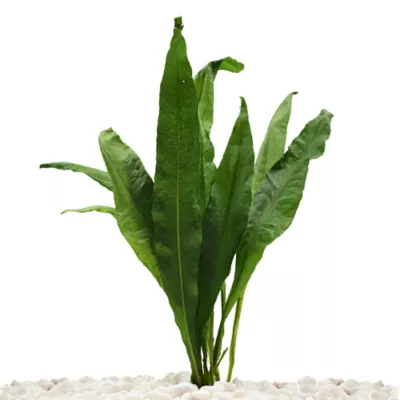 Top Fin® Java Fern Live Plant - Image 1