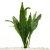 Top Fin® Java Fern Live Plant image thumbnail 1