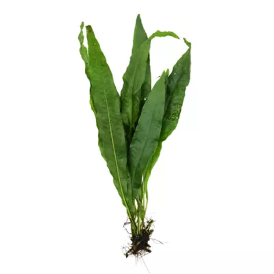 Top Fin® Java Fern Live Plant - Image 2