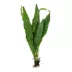 Top Fin® Java Fern Live Plant image thumbnail 2