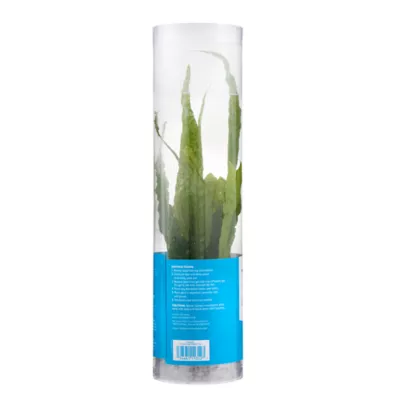 Top Fin® Java Fern Live Plant - Image 5