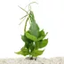Top Fin® Bolbitis Long Tail Live Aquatic Plant image thumbnail 1