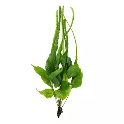 Product Top Fin® Bolbitis Long Tail Live Aquatic Plant