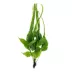 Top Fin® Bolbitis Long Tail Live Aquatic Plant image thumbnail 2