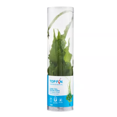 Product Top Fin® Bolbitis Long Tail Live Aquatic Plant