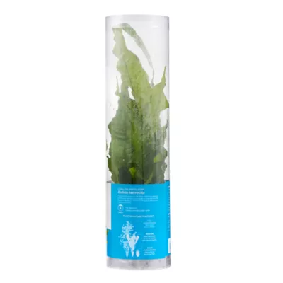 Product Top Fin® Bolbitis Long Tail Live Aquatic Plant