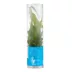 Top Fin® Bolbitis Long Tail Live Aquatic Plant image thumbnail 4