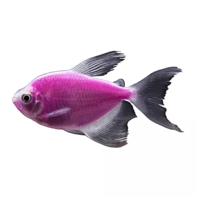 Product GloFish® Galactic Purple Longfin Tetra