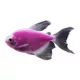 Product GloFish® Galactic Purple Longfin Tetra
