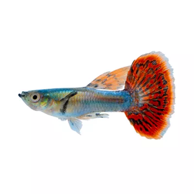 Product Mixed Dumbo Guppy Male