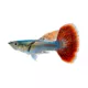 Product Mixed Dumbo Guppy Male