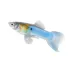 Blue Swordtail Guppy Male image thumbnail 1