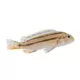 Product Assorted African Cichlids