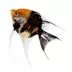 Koi Angelfish image thumbnail 1