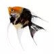 Product Koi Angelfish