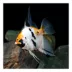 Koi Angelfish image thumbnail 2