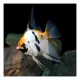 Product Koi Angelfish