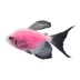 GloFish® Moonrise Pink Long-Fin Tetra image thumbnail 1