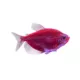 Product GloFish® Starfire Red Longfin Tetra