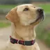 Pets First Arizona Diamonbacks Satin Collar image thumbnail 4
