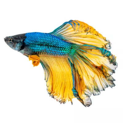 Blue Mustard Betta Fish Female - Image 1