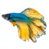 Blue Mustard Betta Fish Female image thumbnail 1