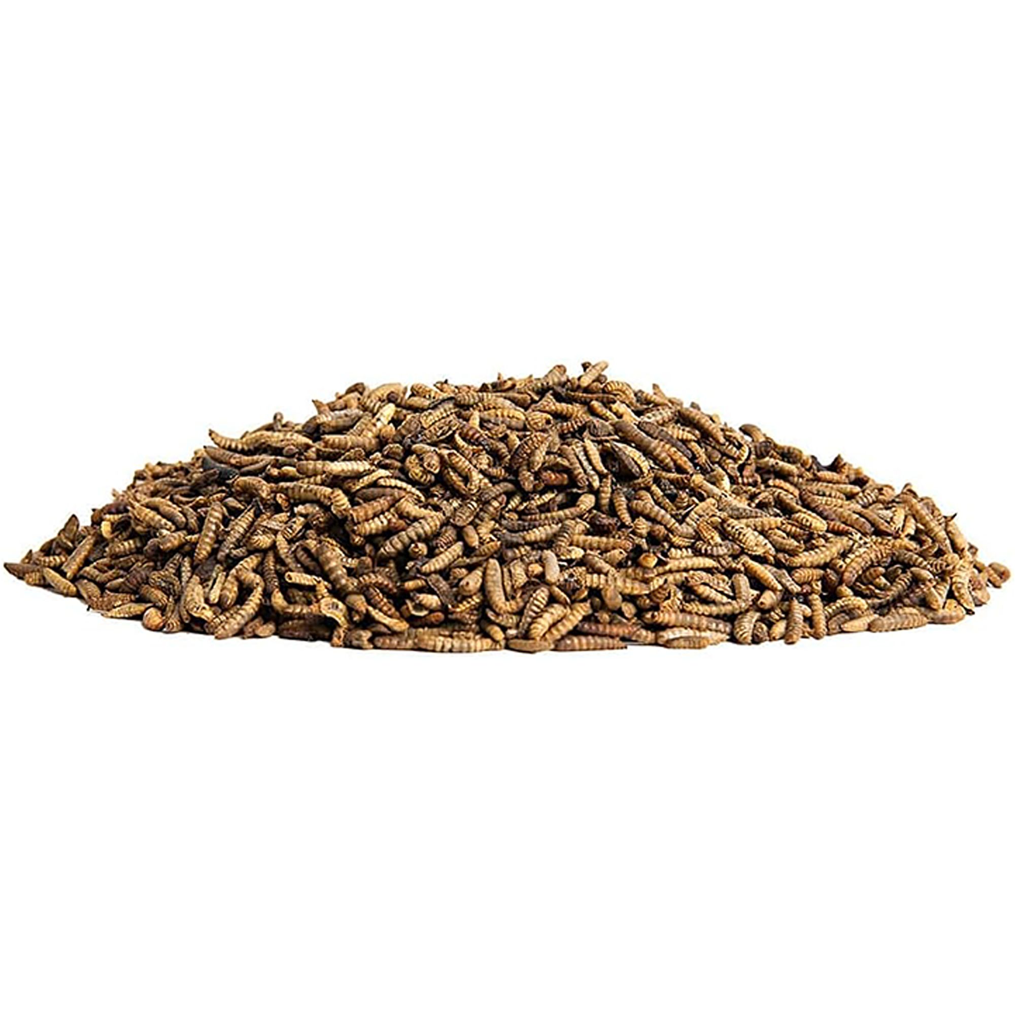 Small Pet Select Grub Bugs, Black Soldier Fly Larvae - Chicken & Poultry Feed - thumbnail 3
