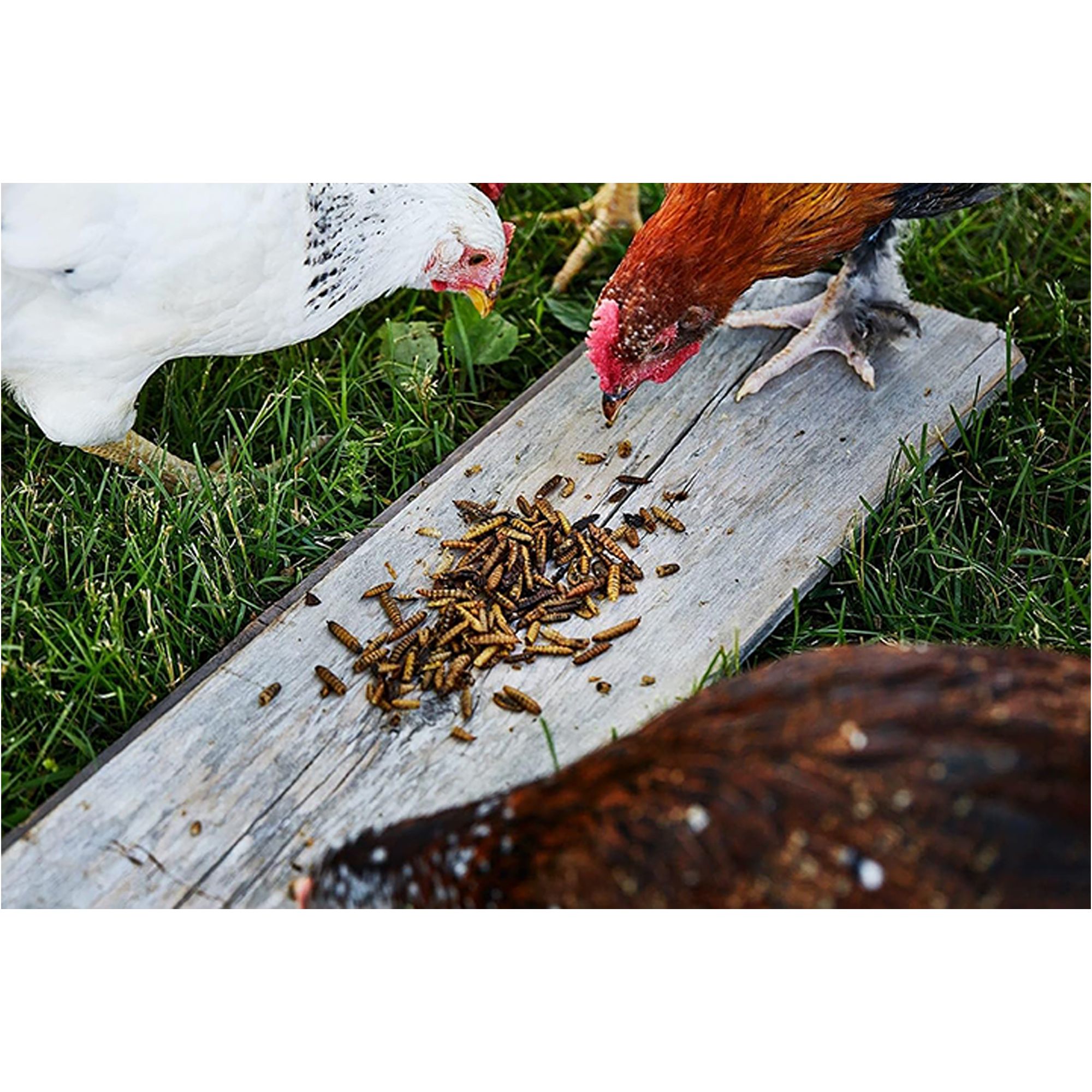 Small Pet Select Grub Bugs, Black Soldier Fly Larvae - Chicken & Poultry Feed - thumbnail 5