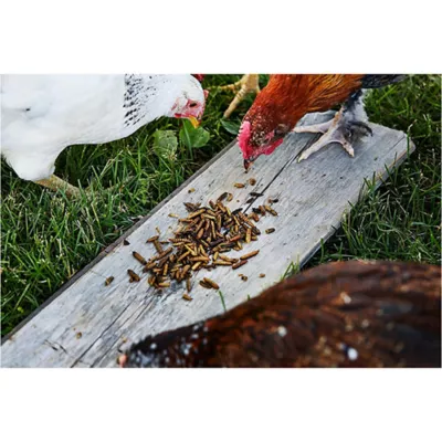 Product Small Pet Select Grub Bugs, Black Soldier Fly Larvae