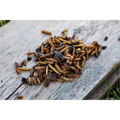 Product Small Pet Select Grub Bugs, Black Soldier Fly Larvae