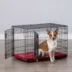 KONG® Ultra-Strong & Durable Double Door Wire Dog Crate w/ Divider Panel - Small, Medium, Large, X-L image thumbnail 1