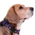 Pets First New York Knicks Satin Collar image thumbnail 3