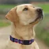 Pets First New York Knicks Satin Collar image thumbnail 4