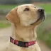 Pets First Los Angeles Angels Satin Collar image thumbnail 4