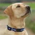 Pets First NHL Tampa Bay Lightning Satin Dog Collar image thumbnail 4