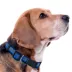 Pets First NBA Dallas Mavericks Satin Dog Collar image thumbnail 3