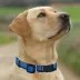 Pets First NBA Dallas Mavericks Satin Dog Collar image thumbnail 4