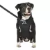 Canada Pooch Complete Control Harness Dog Winter Jacket - Black image thumbnail 2