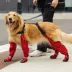 Canada Pooch Suspender Dog Boots - Long image thumbnail 5