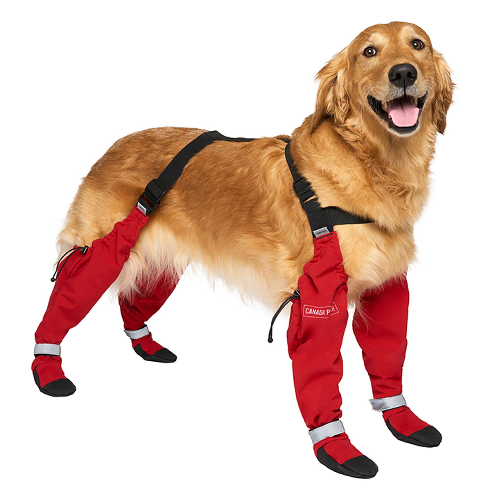 large dog wearing red suspender boots