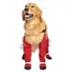Product Canada Pooch Suspender Dog Boots - Long