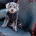 KONG Seat Belt Dog Tether image thumbnail 2