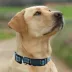 Pets First MLB Seattle Mariners Satin Dog Collar image thumbnail 4