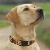 Pets First NHL Pittsburgh Penguins Satin Dog Collar image thumbnail 4