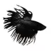 Assorted Black Betta image thumbnail 1