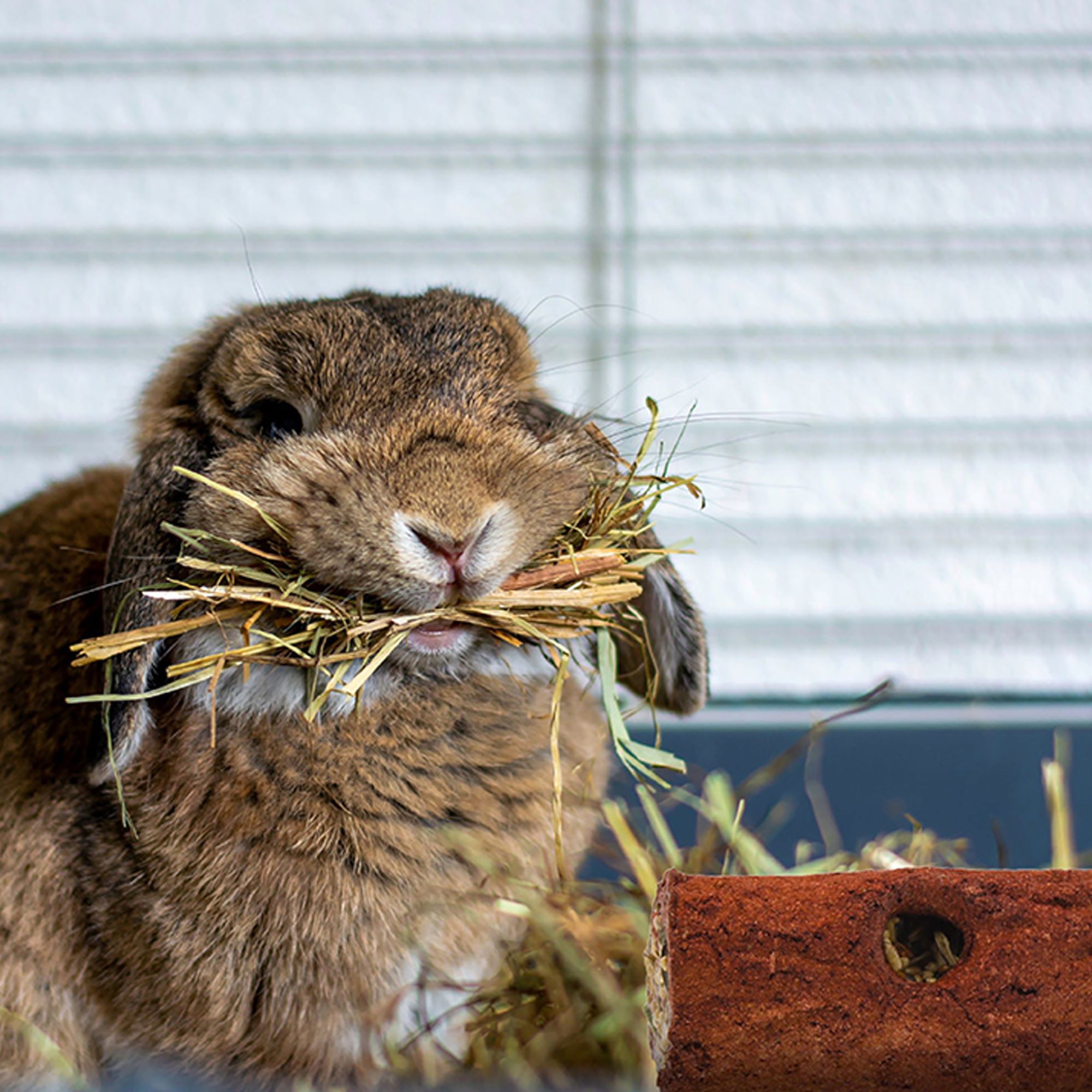 Wild Harvest® Stuffed Logz Treat Stick - thumbnail 8