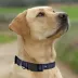 Pets First Colorado Rockies Satin Collar image thumbnail 4