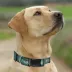 Pets First NHL Dallas Stars Satin Dog Collar image thumbnail 4