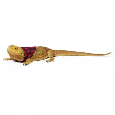 Product Merry & Bright® Reptile Holiday Bandanas
